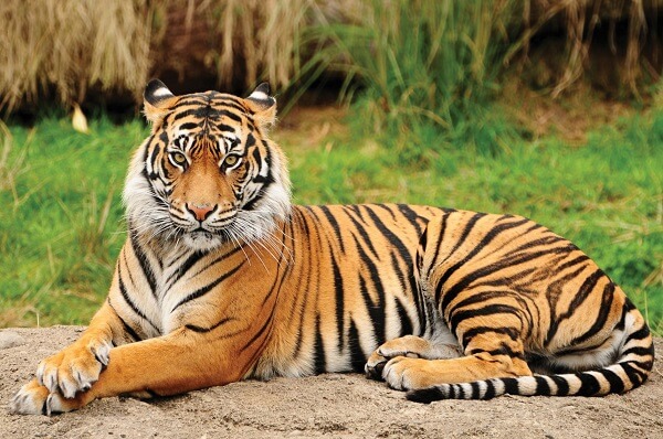 Bengal-tiger-1