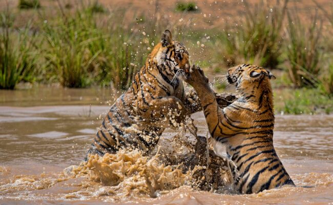 4a86e6303066fe31ab77ce0eb44e4acc-bandhavgarh-tiger-reserve