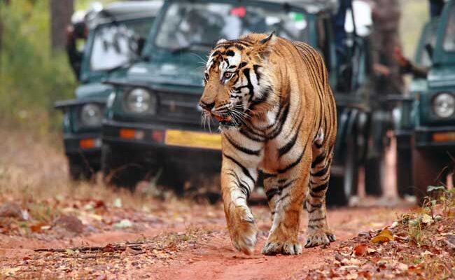 Eco-Tourism-in-Bandhavgarh-Tiger-Reserve