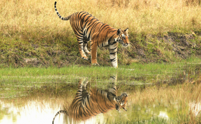 Tiger-Bhandhavgarh