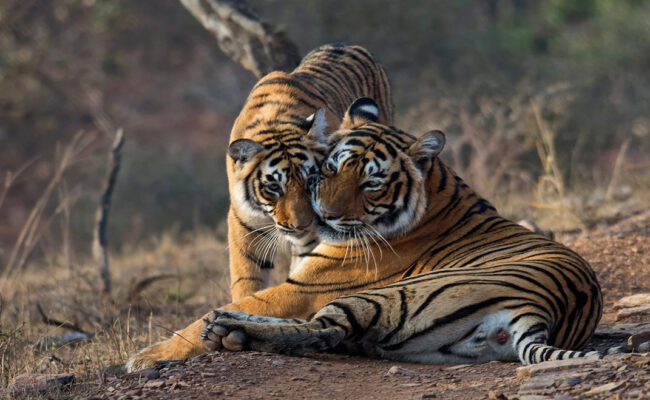 ranthambore-tourism